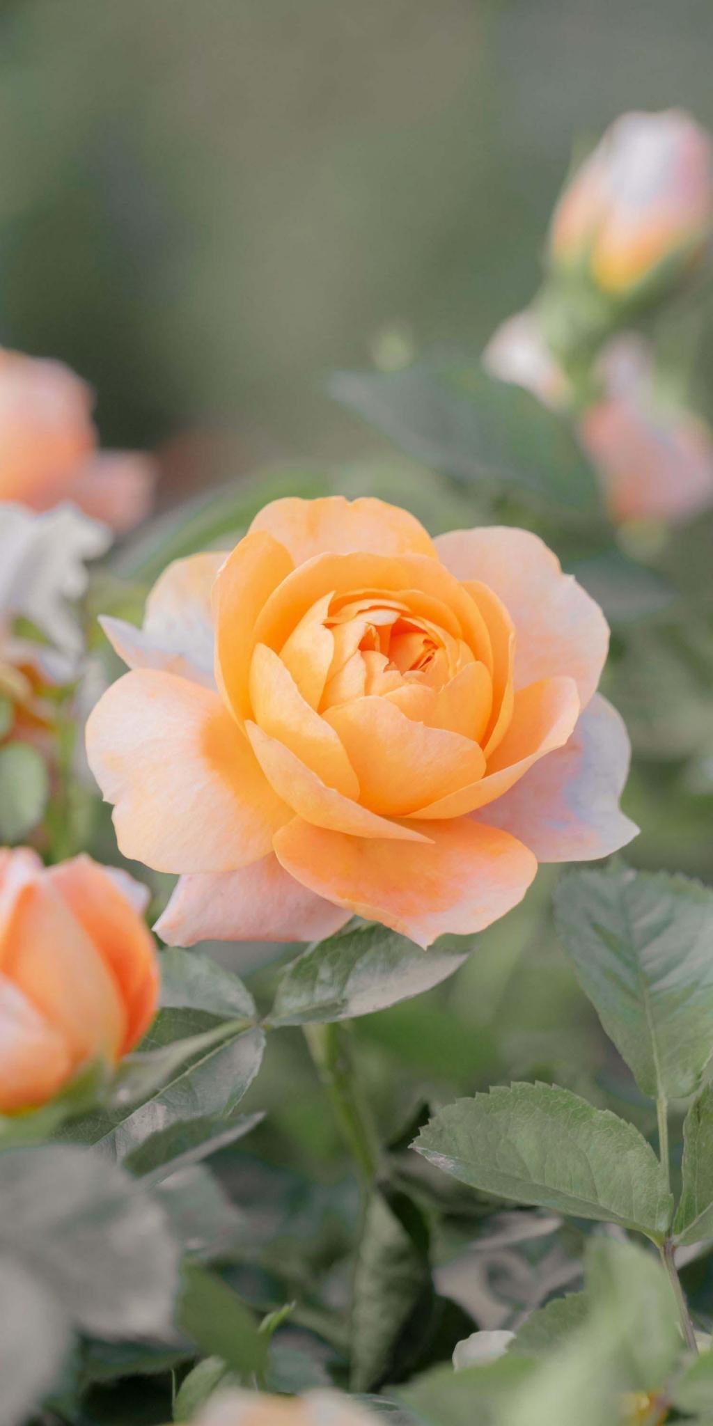 唯美月季浪漫奶油系摄影