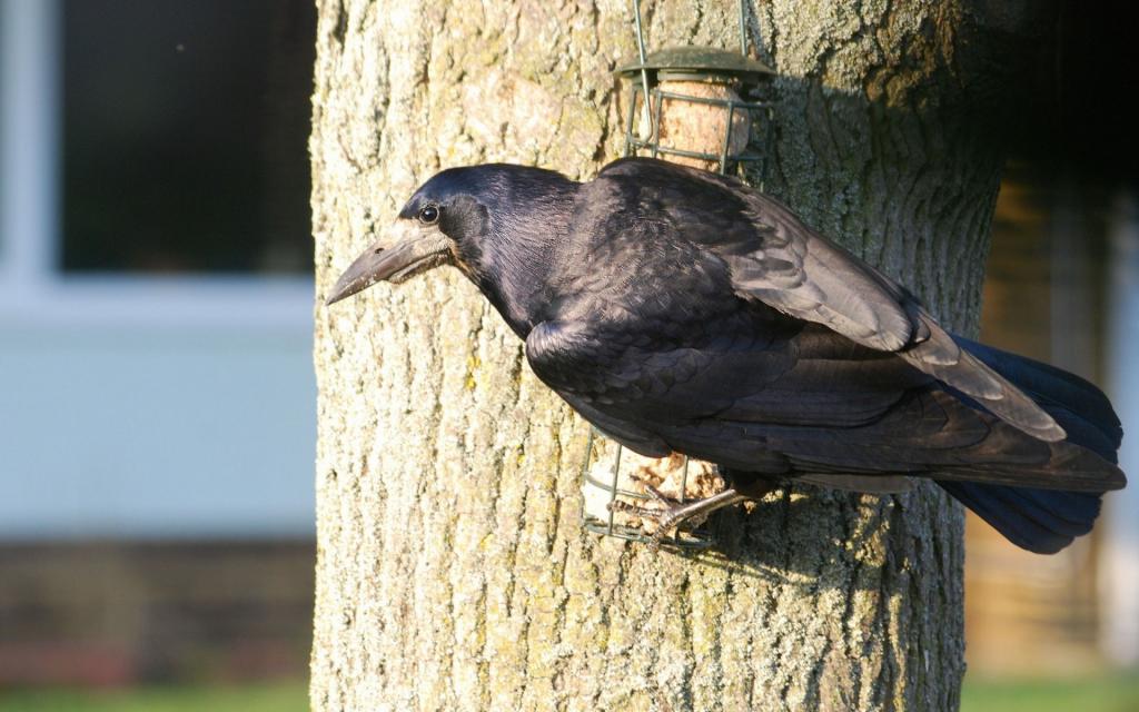 黑不溜秋的乌鸦