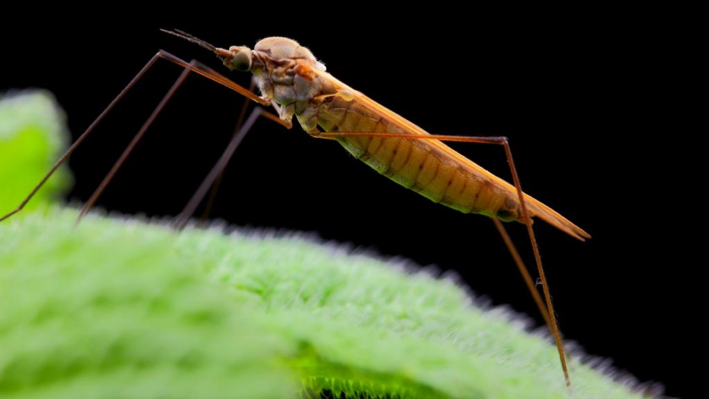 近距离观察昆虫