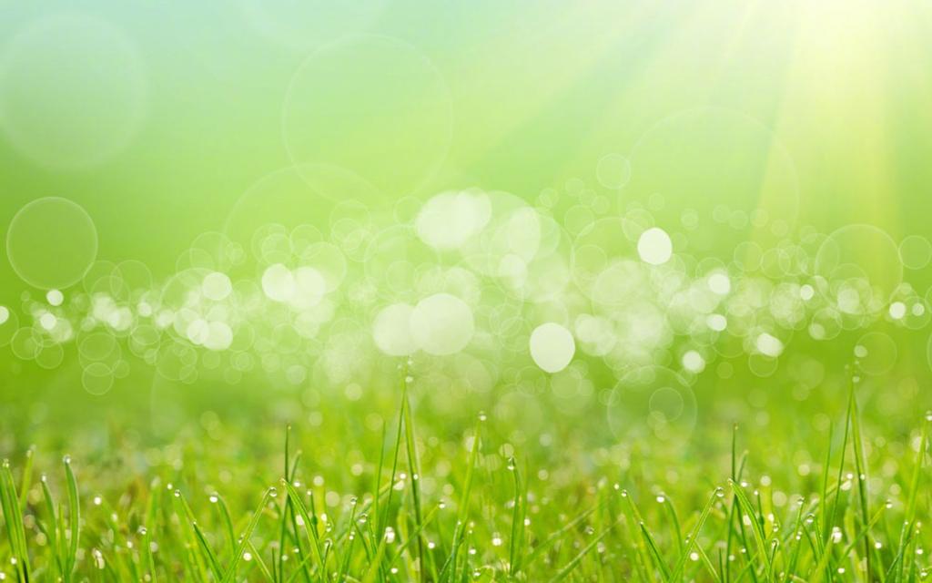 绿色护眼清新植物写真