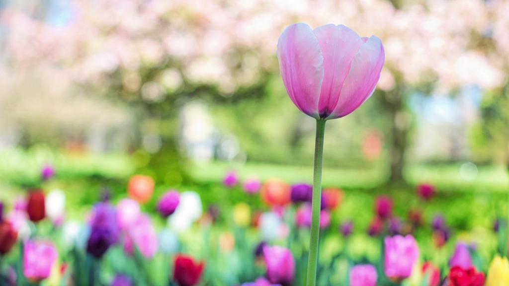 娇艳唯美郁金香