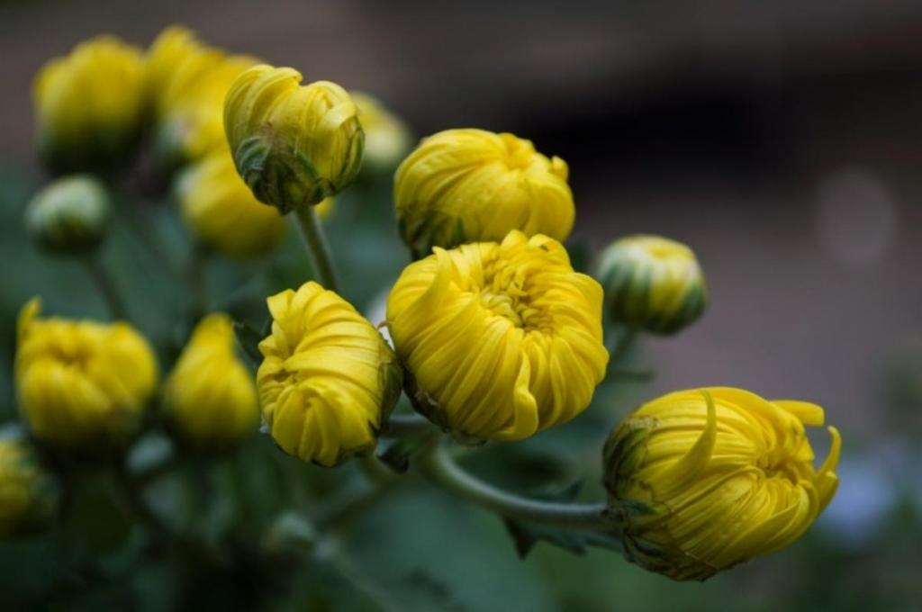 九九重阳节登高赏菊