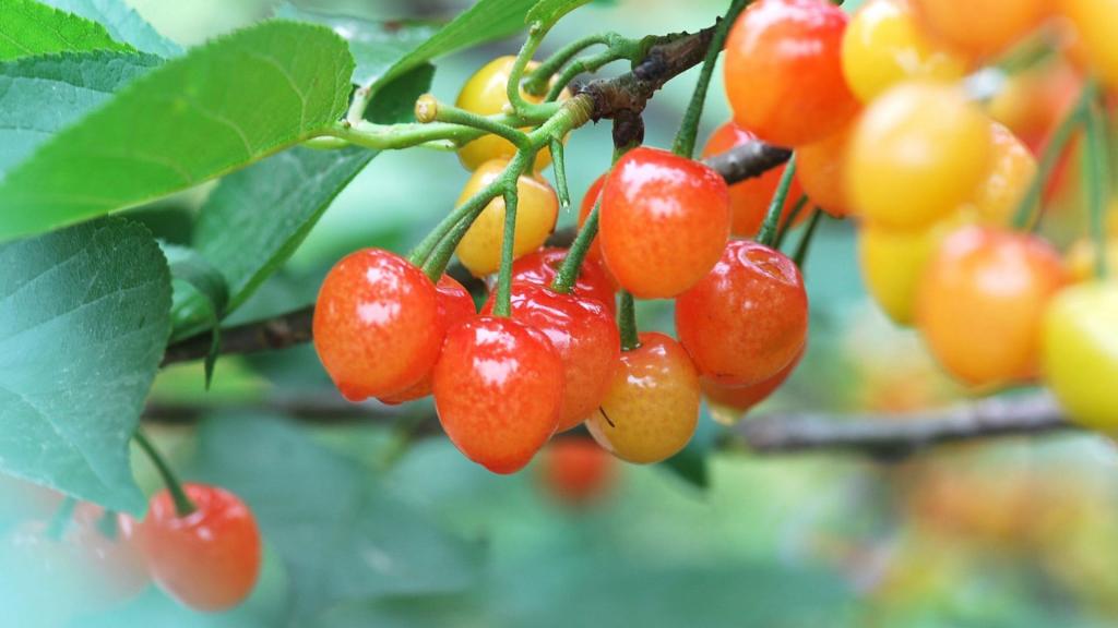 雨后诱人的樱桃