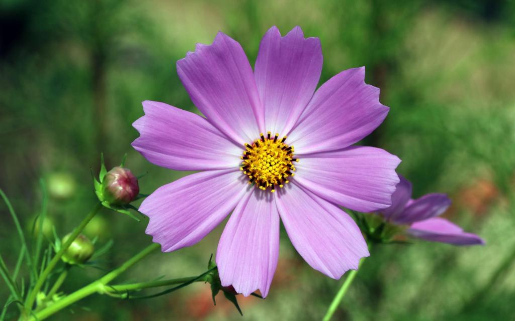 微距下小清新淡雅唯美花朵