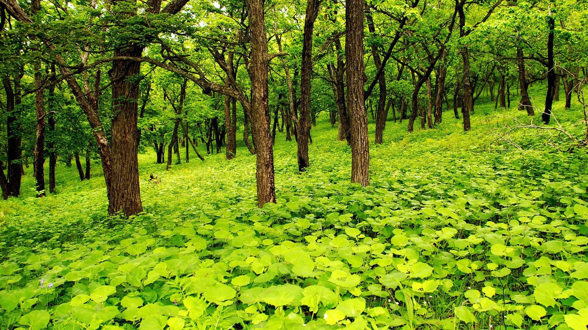 森林自然清新风景,高清图片,电脑桌面-壁纸族