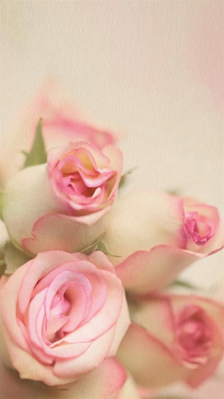 浪漫粉色玫瑰图片