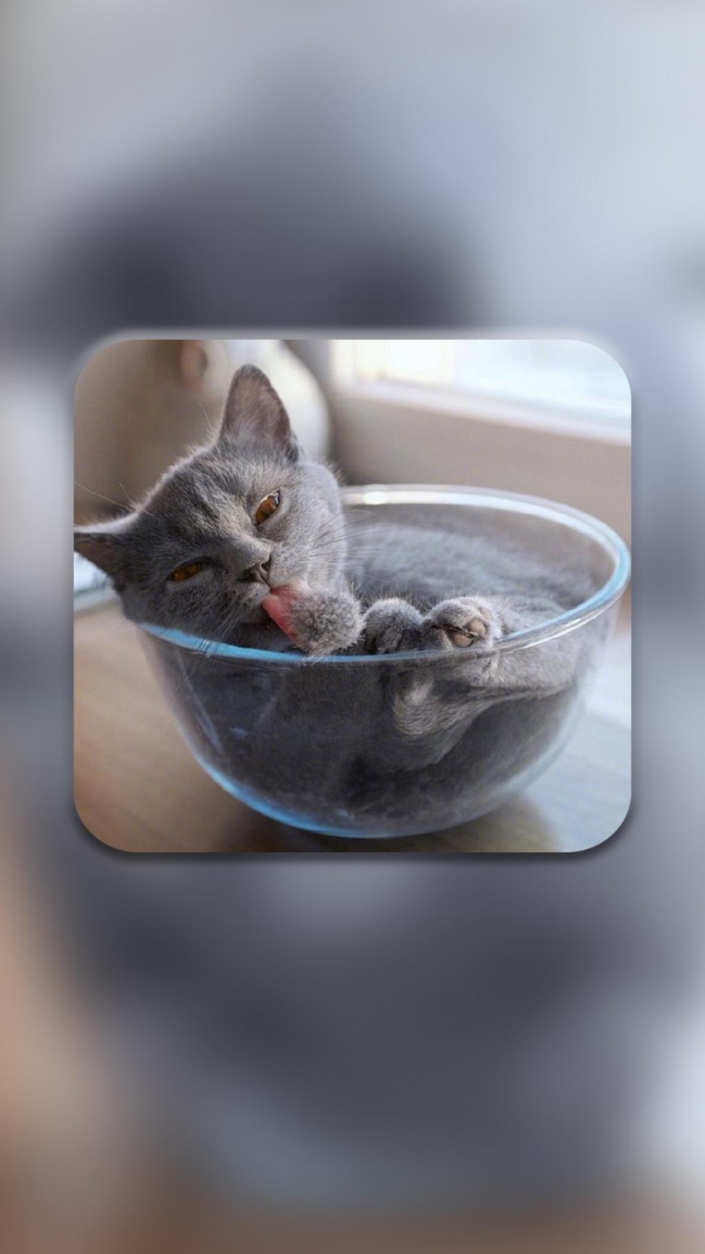 黑猫不需要爱情