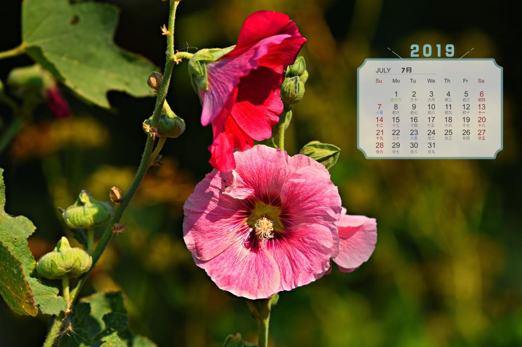 2019年7月修长而挺立的蜀葵日历