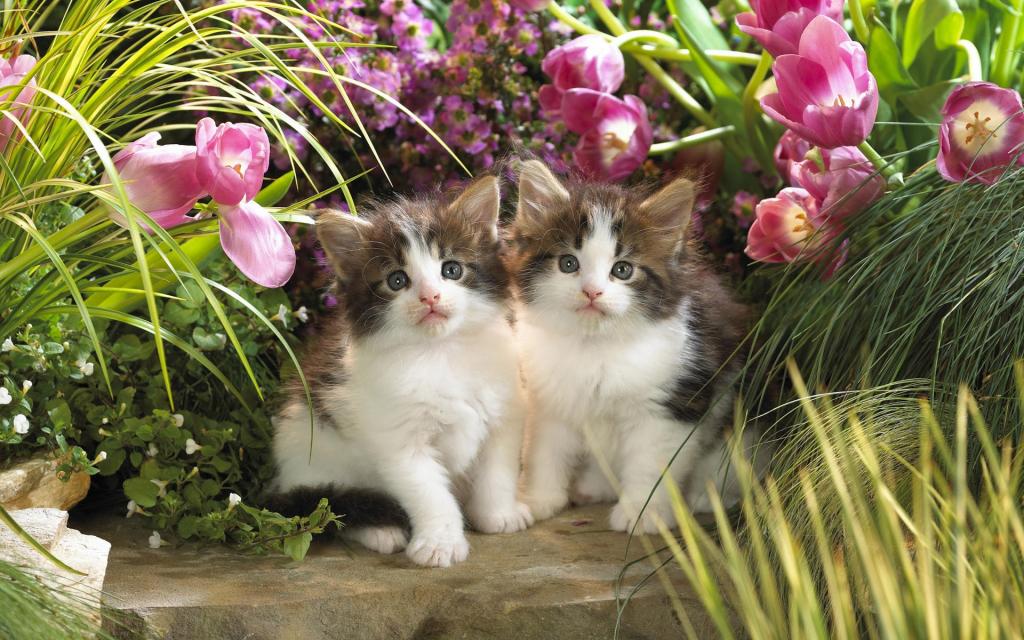 宽屏白色猫咪