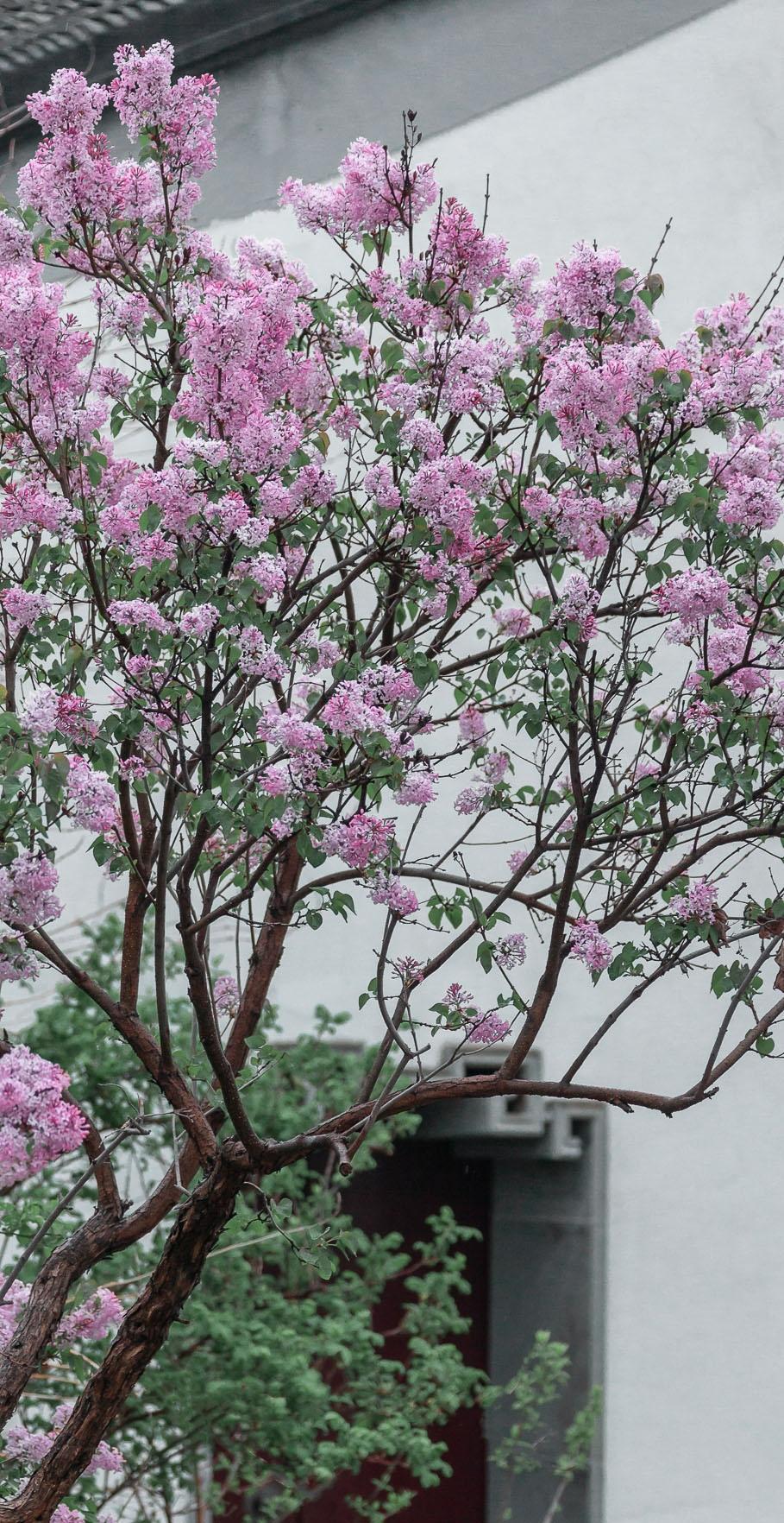 2020京城繁花,忆江南丁香花
