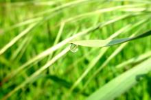 绿叶小草晶莹剔透的水滴