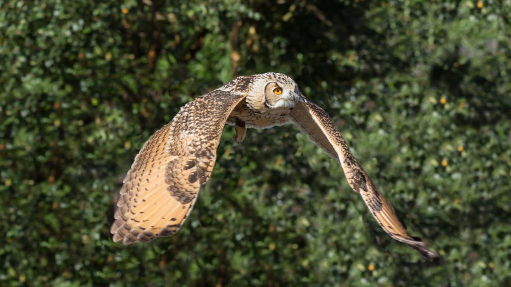 一只飞翔的猫头鹰