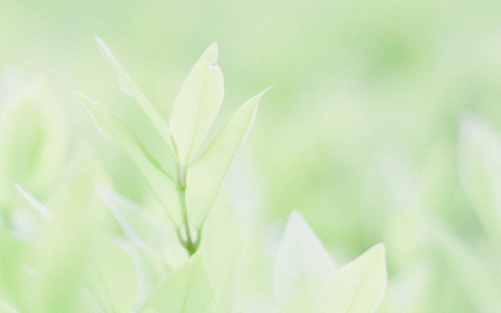 绿色小清新唯美护眼写真