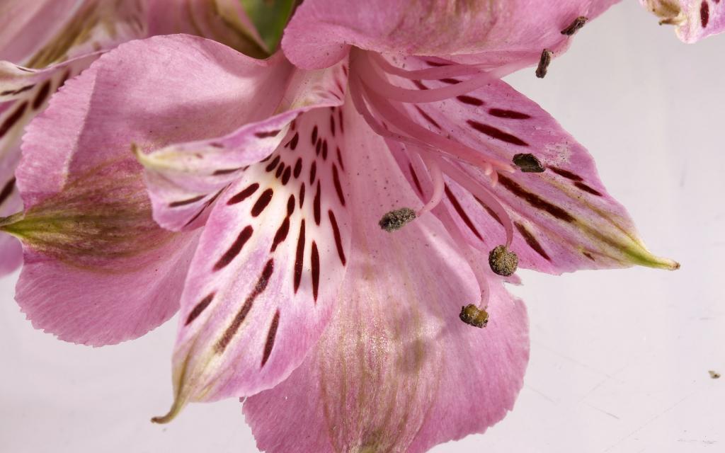 超大清新鲜花特写