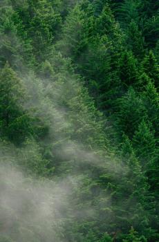 大自然绿色森林护眼风景-7