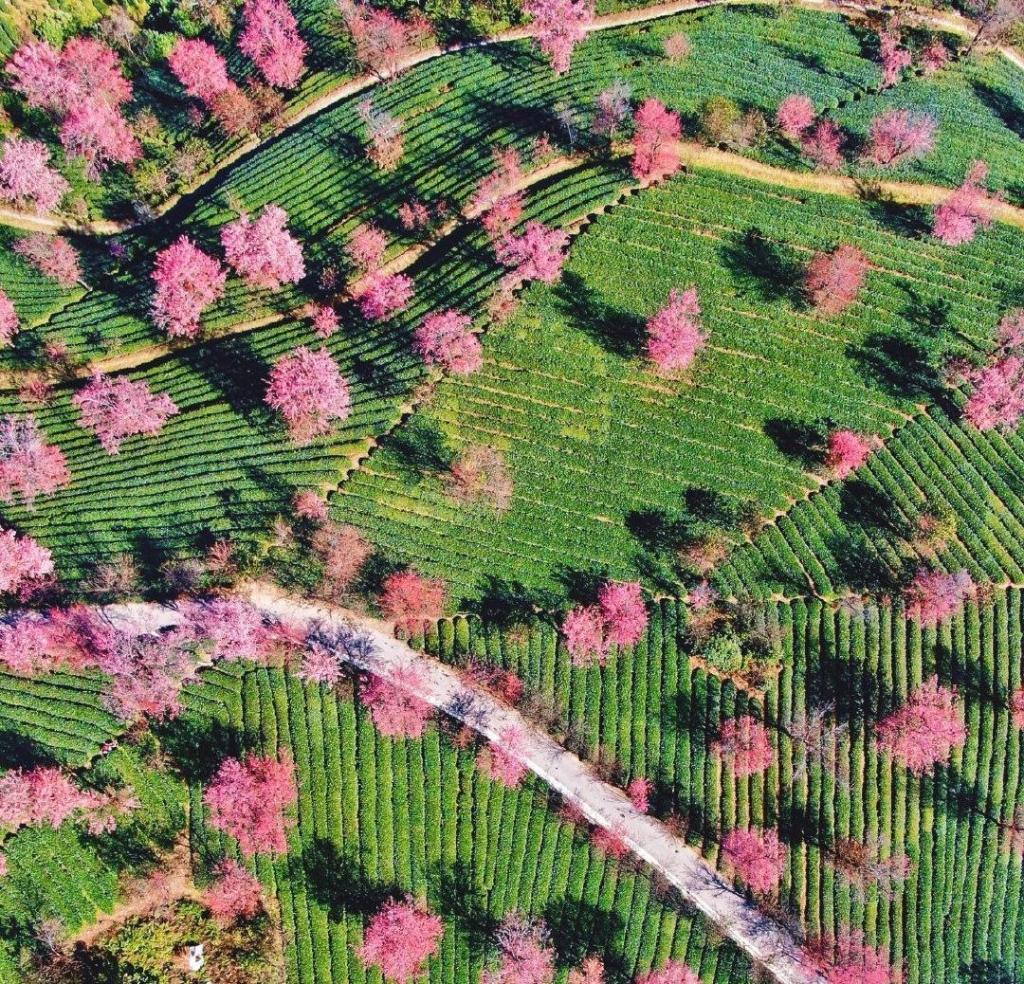 云南冬樱美如画