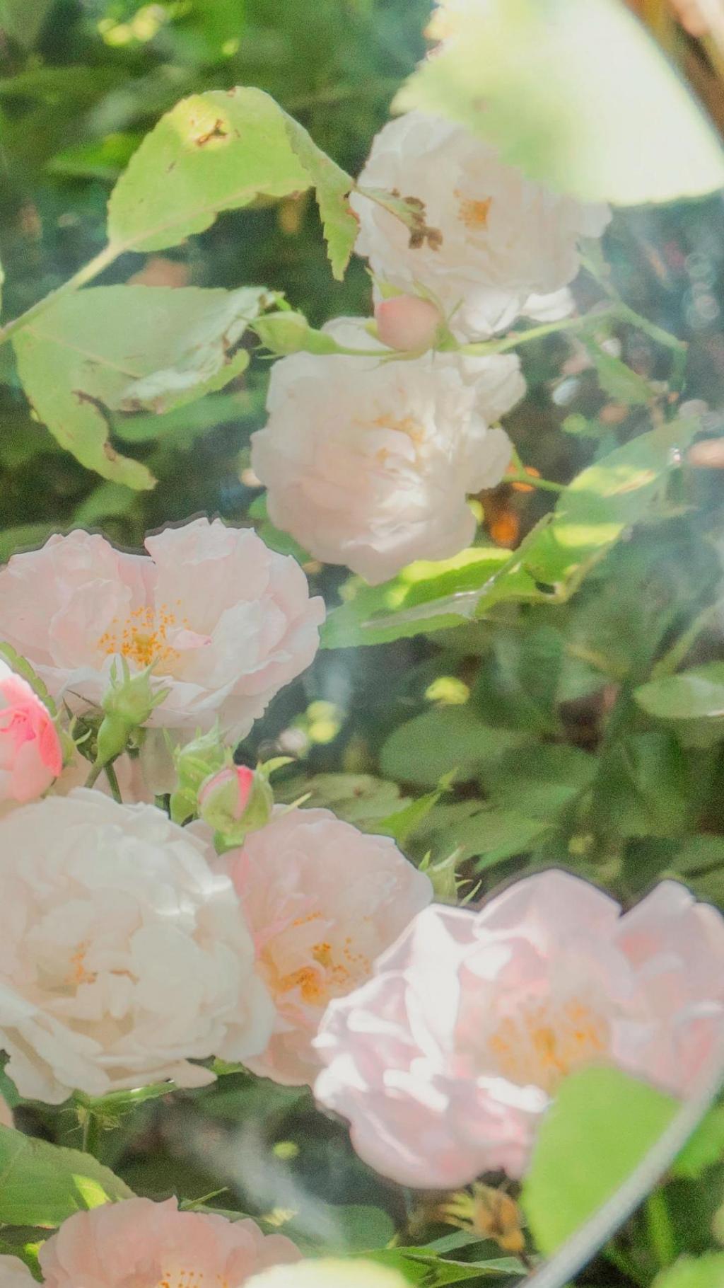 清新蔷薇花素雅迷人微距摄影