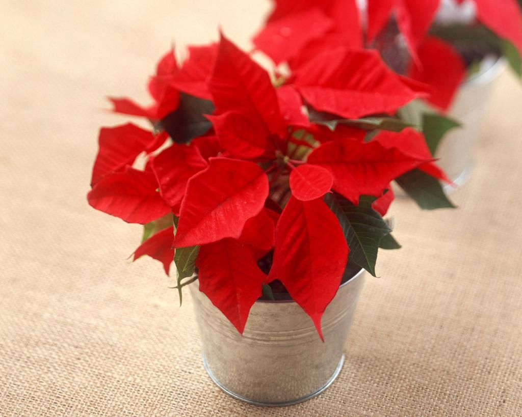 1280圣诞文艺主题