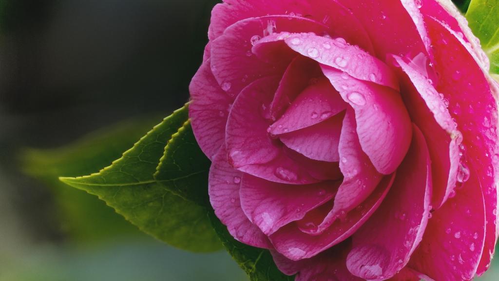 山茶花植物写真