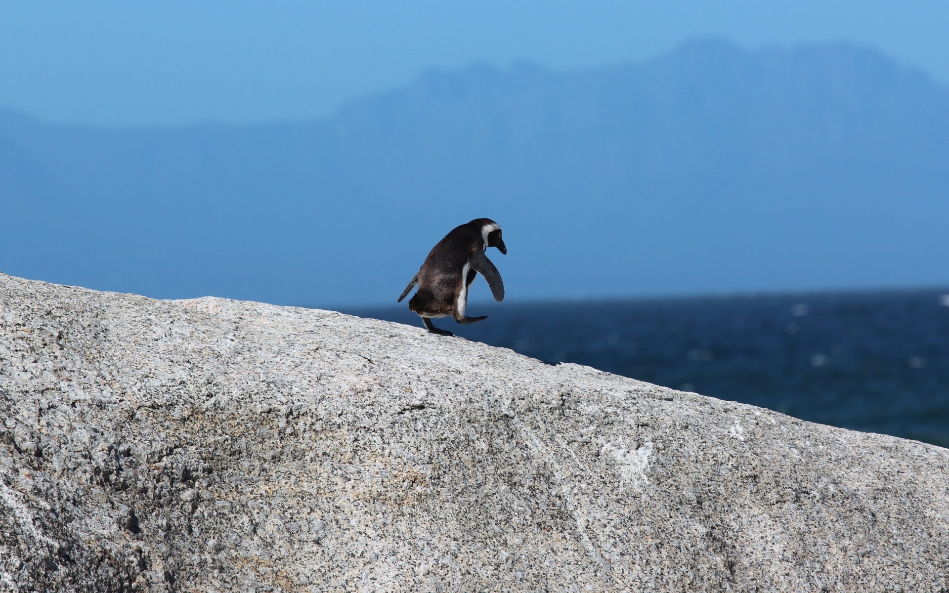 呆萌的企鹅,高清图片,电脑桌面-壁纸族