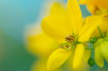 清新艳丽的花朵