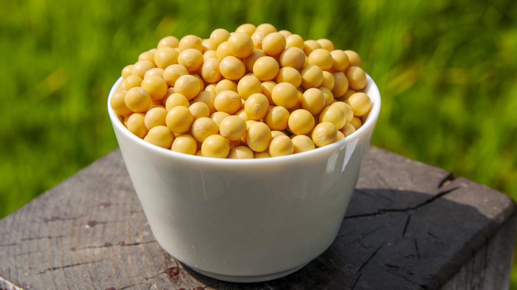 营养丰富的黄豆