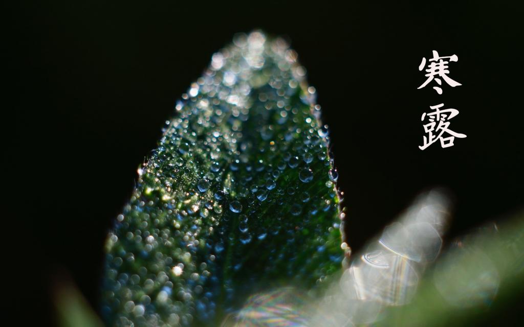 寒露时节的到来