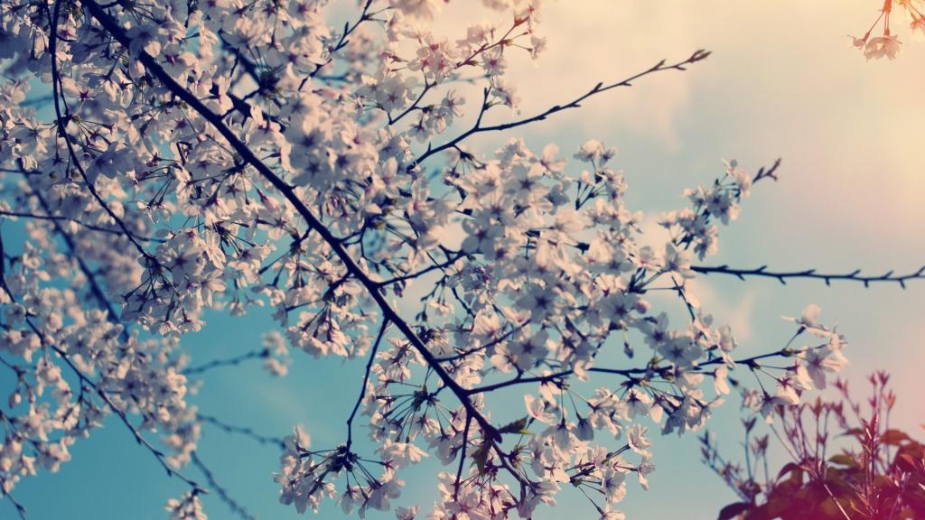 枯黄的秋季风景