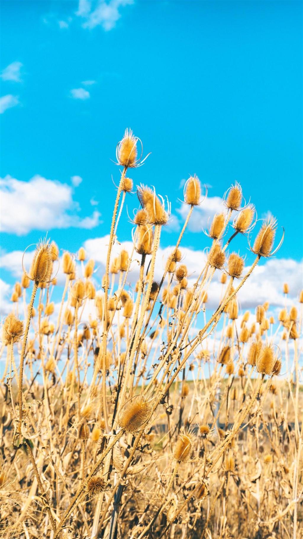 唯美自然美景摄影手机锁屏壁纸