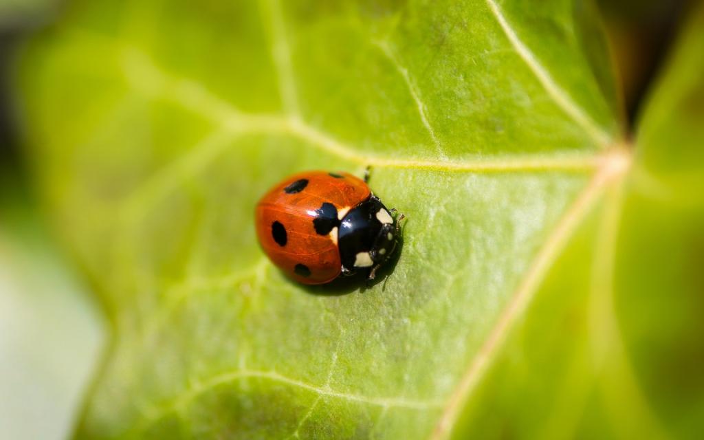 叶子上的瓢虫