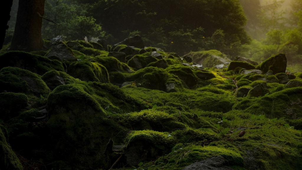 绿色苔藓养眼写真