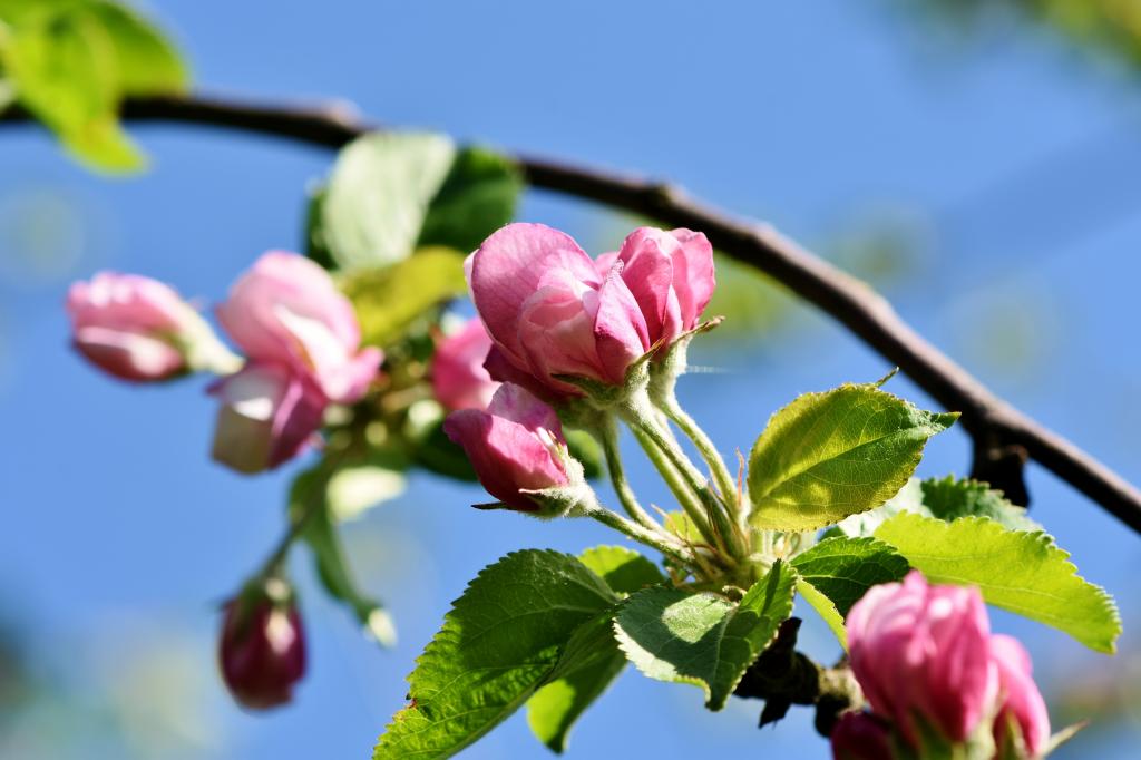 苹果树花开了