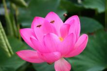 清新的荷花写真