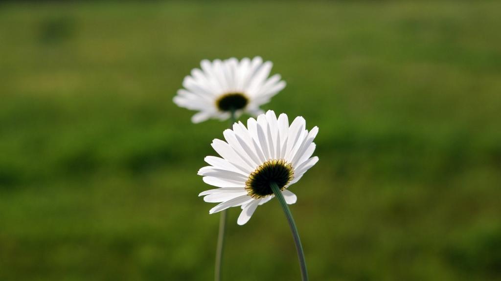 大自然的绿色植物