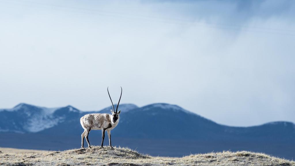 青海可可西里唯美自然风光