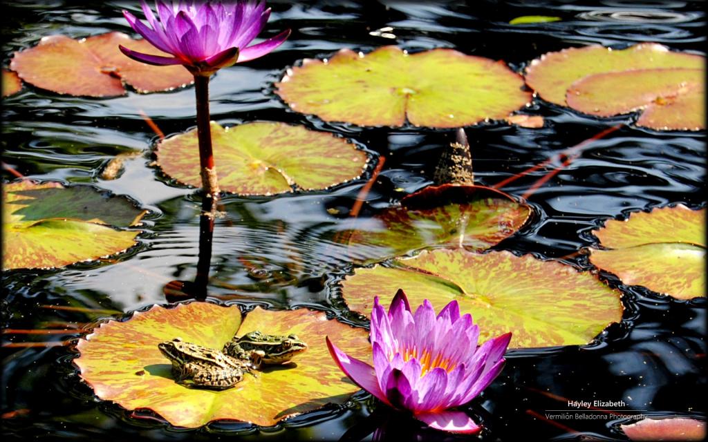 秘密花园微软Win7主题