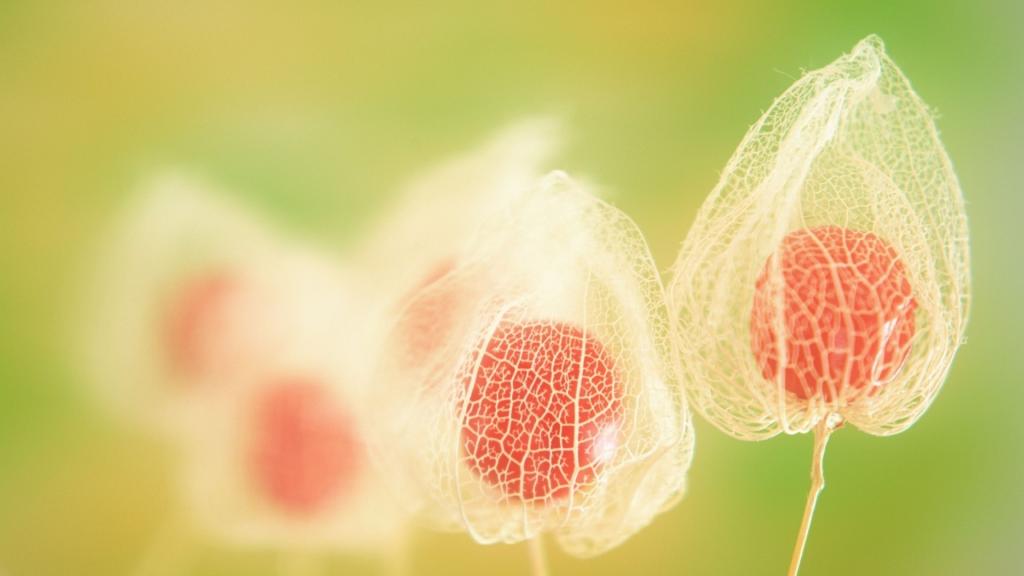 花之世界植物花卉