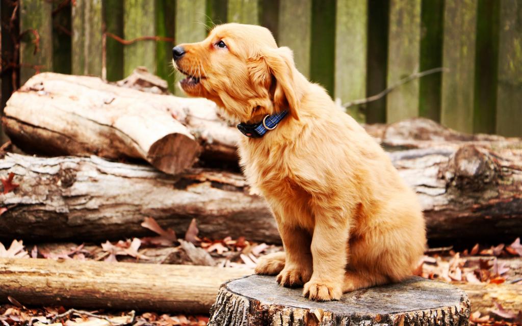 听话坐着的狗狗