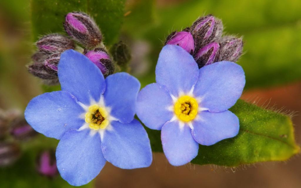 浓艳纷繁的花朵