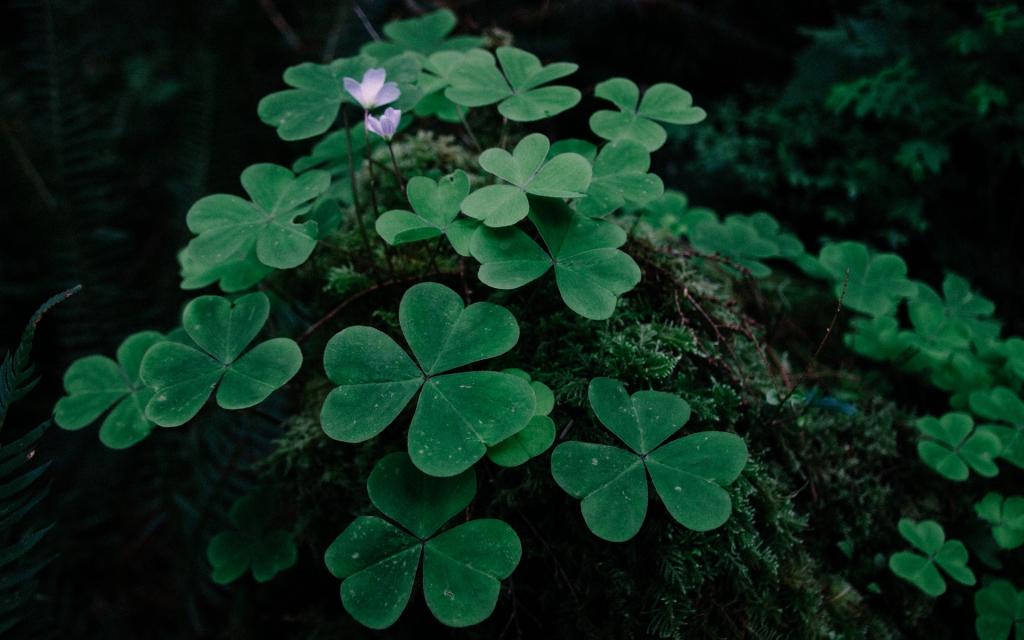绿色护眼植物写真