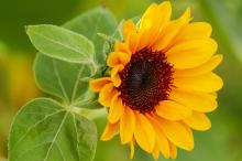 5k分辨率向日葵图片