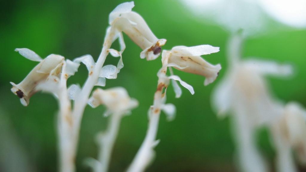 好看的白色野花