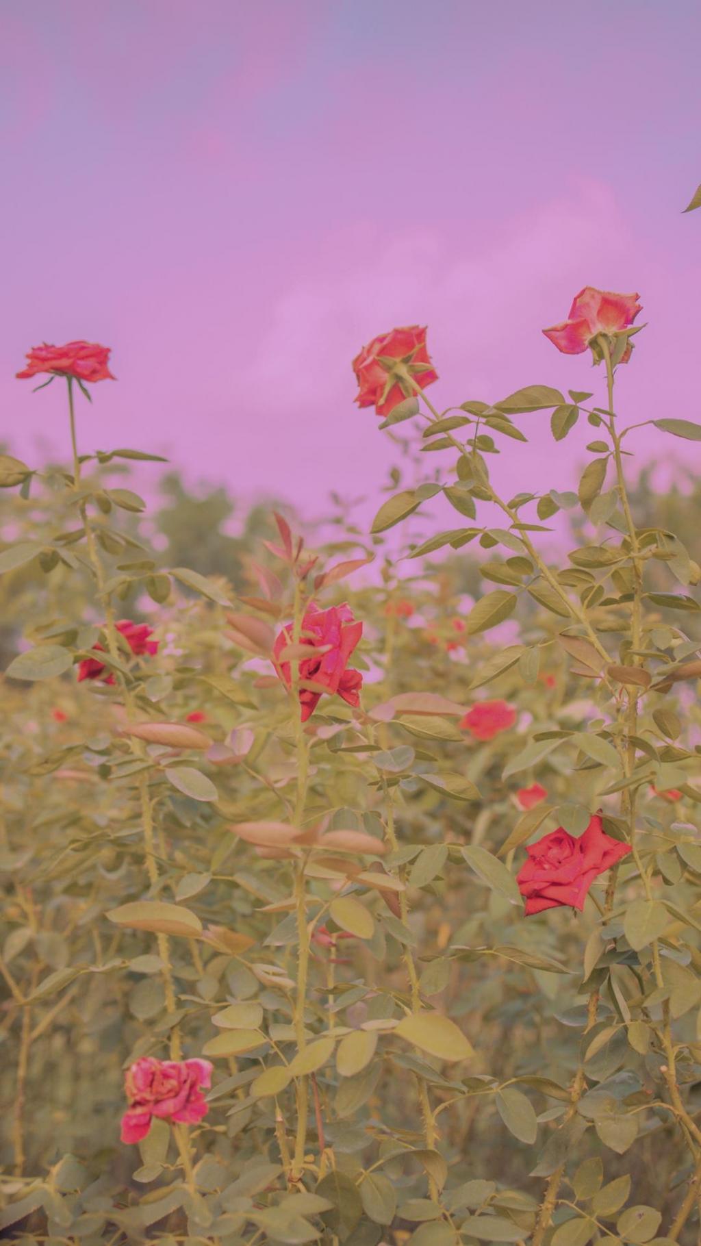 玫瑰花浪漫意境唯美写真