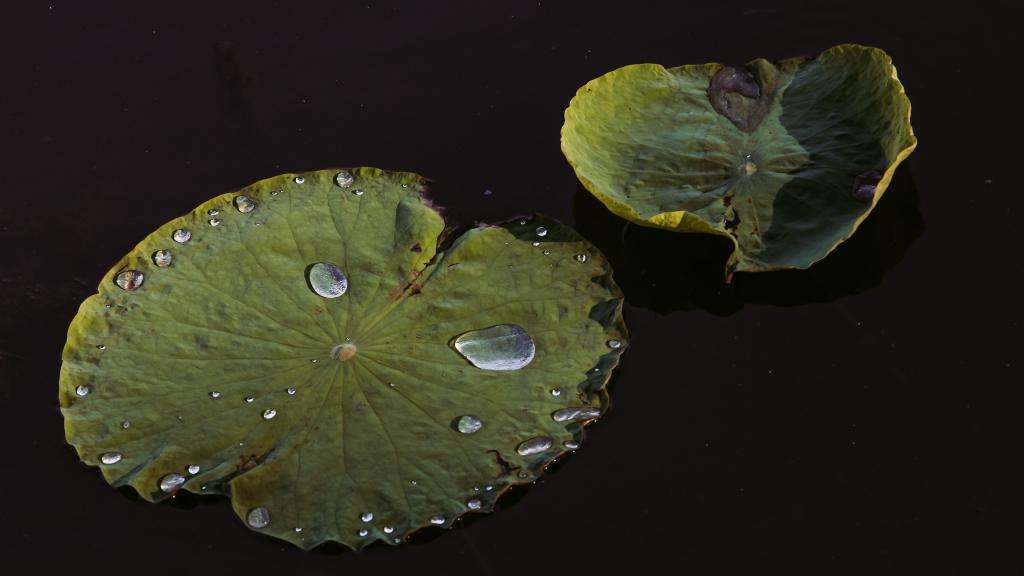 荷叶上的水珠露珠