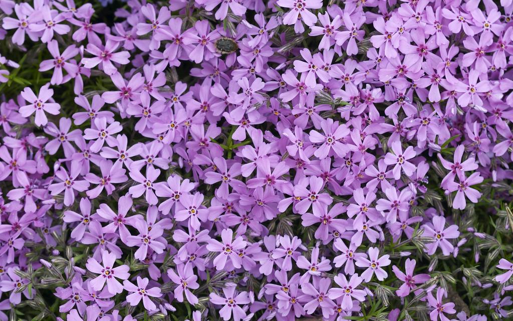 超大唯美鲜花特写