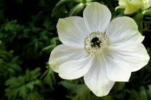 各种各样的银莲花