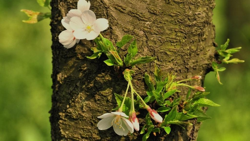 樱花花语(除你之外,别无他爱)