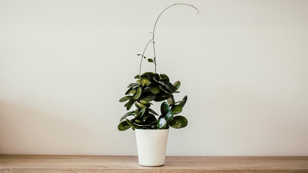 超强人气的办公室植物