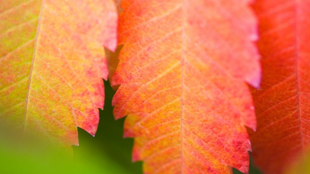 超大叶脉花草特写