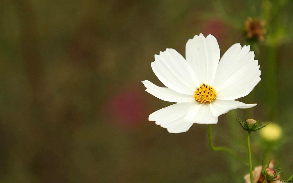 清新的大波斯菊